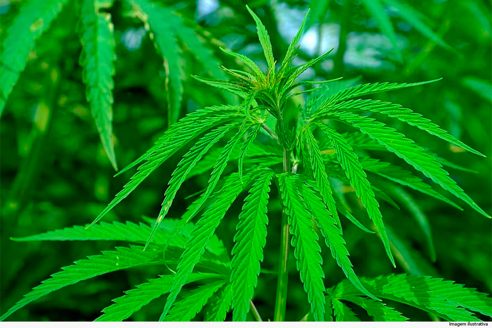 TJ-DF nega pedido de HC para plantio de maconha com fins medicinais em casa