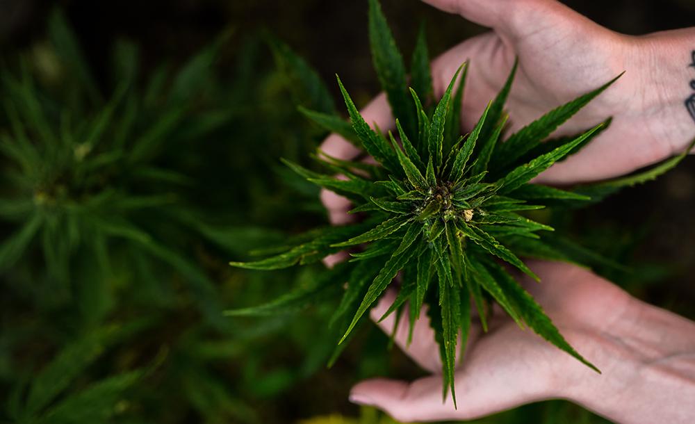 Justiça permite que paciente com autismo plante maconha em casa para tratamento￼