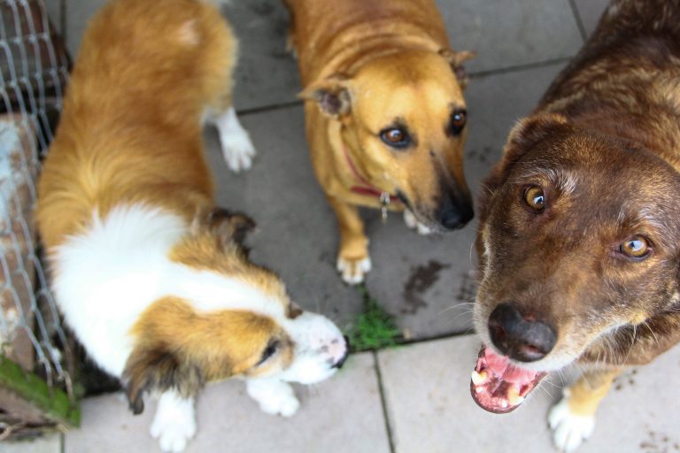 Animais poderão fazer parte de processos judiciais, prevê projeto