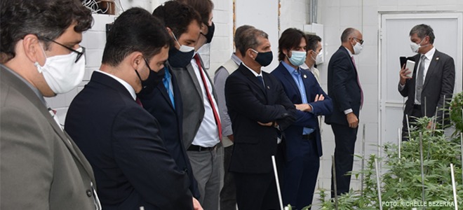 Suspensa decisão que impedia plantio de maconha para uso medicinal