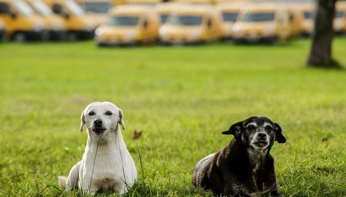 Justiça proíbe remoção de duas cachorras de complexo dos Correios