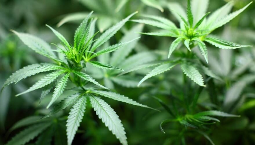 Justiça do Rio autoriza paciente com insônia a plantar cannabis em casa