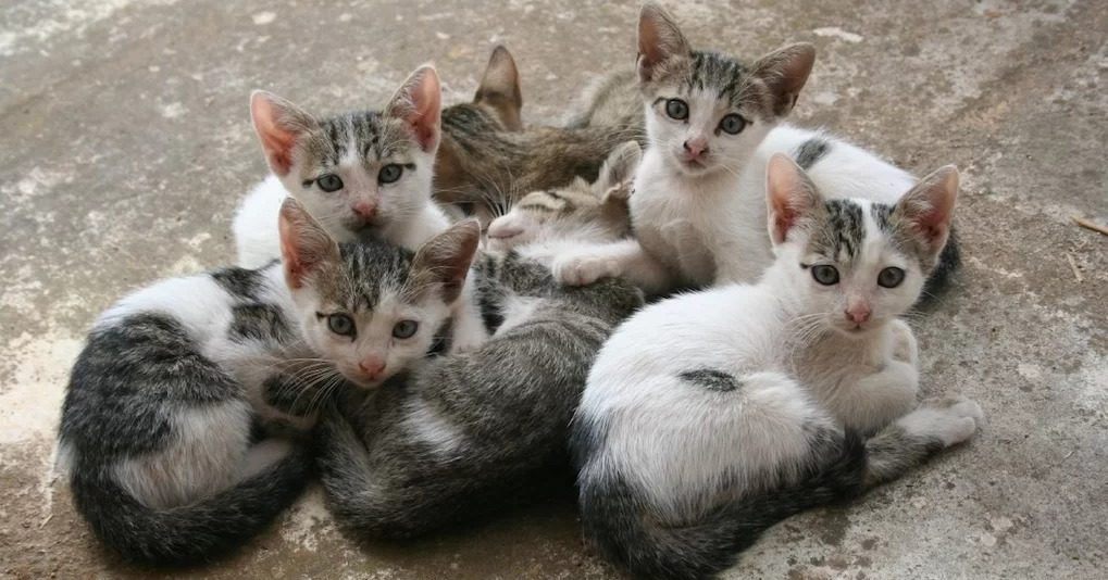 Justiça nega indenização a mulher que reclamou de gatos no trabalho