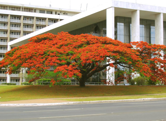 'Árvore símbolo' do TJ-DF, Flamboyant cai após mais de 50 anos