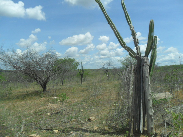 Inspirado no sertão, juiz faz sentença em versos em ação trabalhista