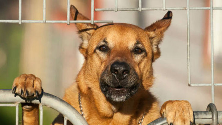 Ex-funcionário de pet shop em Manaus é condenado por maus-tratos