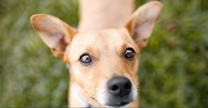 DECISÃO INÉDITA: Publicado acórdão que reconhece capacidade de cães serem parte em processo