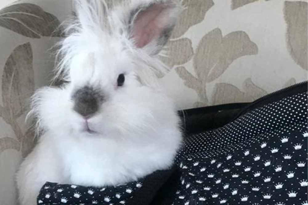 AMOR E AFETO: Juiz autoriza advogada a viajar com coelho na cabine do avião