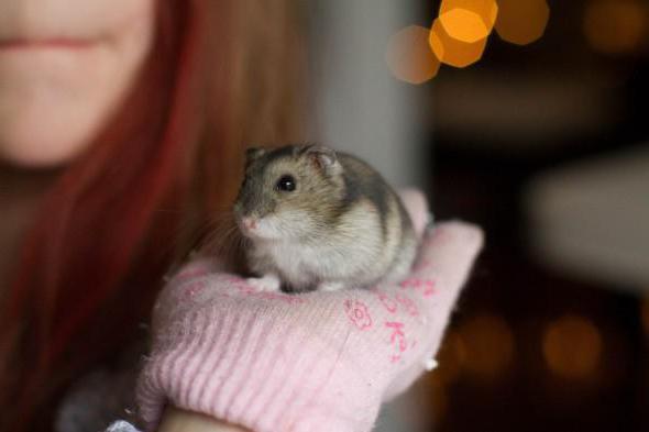 APOIO EMOCIONAL: Juíza emite 'mandado de embarque' para Azul levar hamster de menina com TDAH para Bélgica