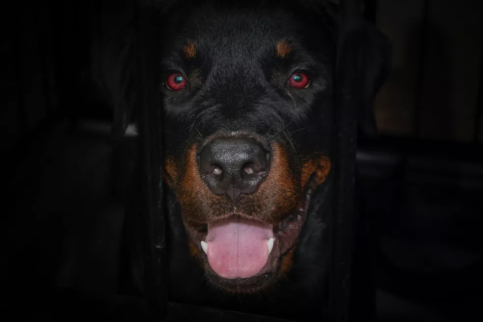 Justiça determina indenização de R$ 10 mil para tutora de cães atacados por rottweiler em BH