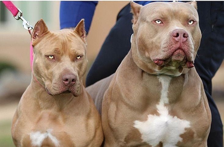 Justiça liberta donos de pitbulls envolvidos em ataque a escritora Roseana Murray