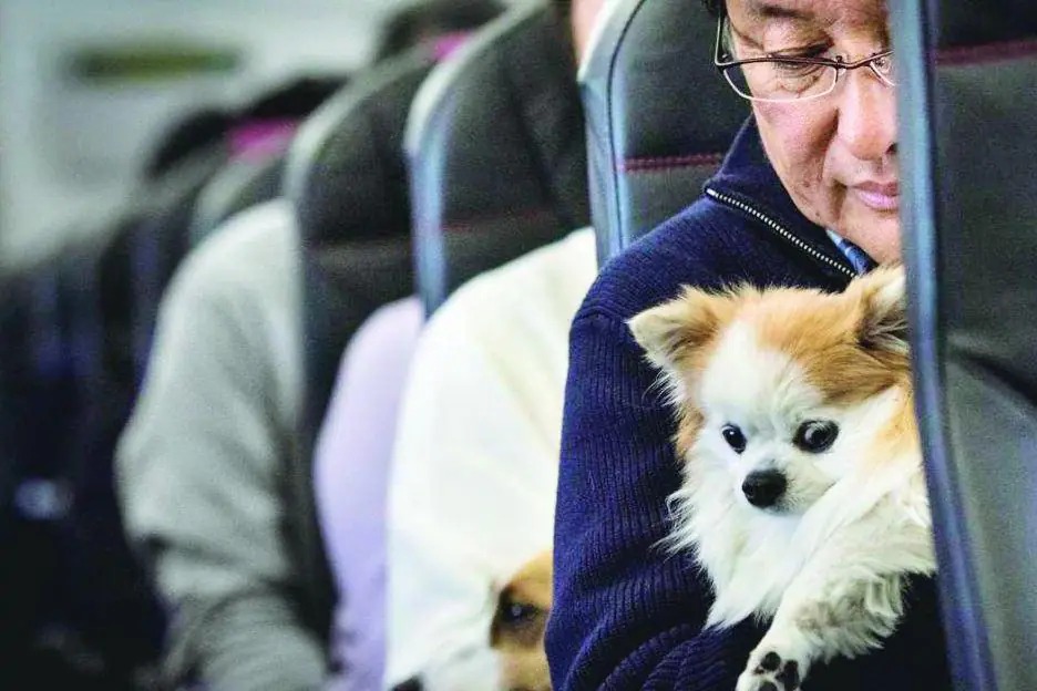 Justiça ordena embarque de cão de suporte emocional em voo internacional