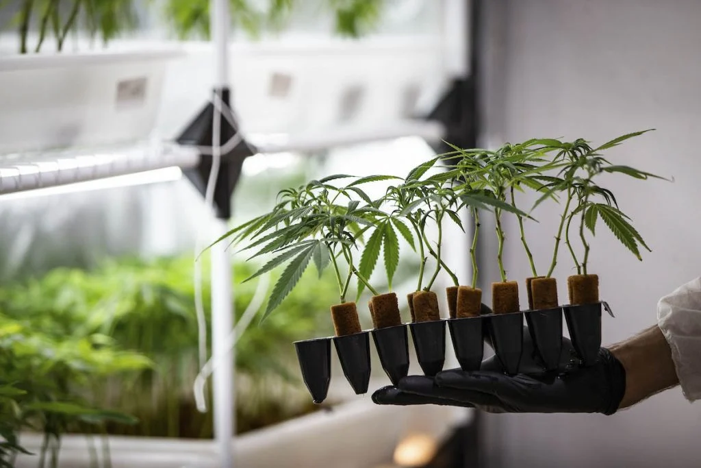 STJ julga importação e cultivo de Cannabis para fins medicinais e industriais