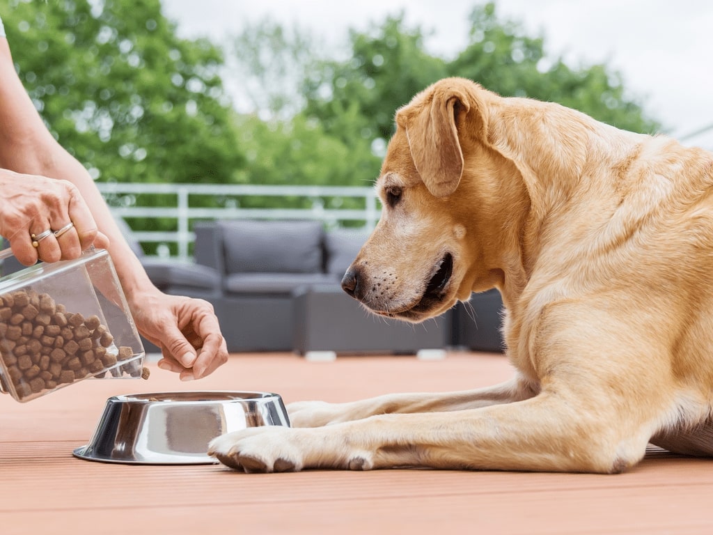 Justiça dá a guarda exclusiva de cão de estimação a mulher após divórcio