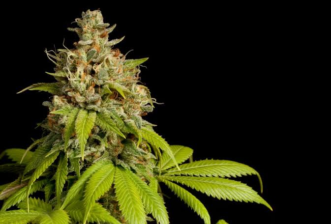 Empresário com TDAH e ansiedade obtém salvo-conduto para cultivo de cannabis medicinal em Londrina