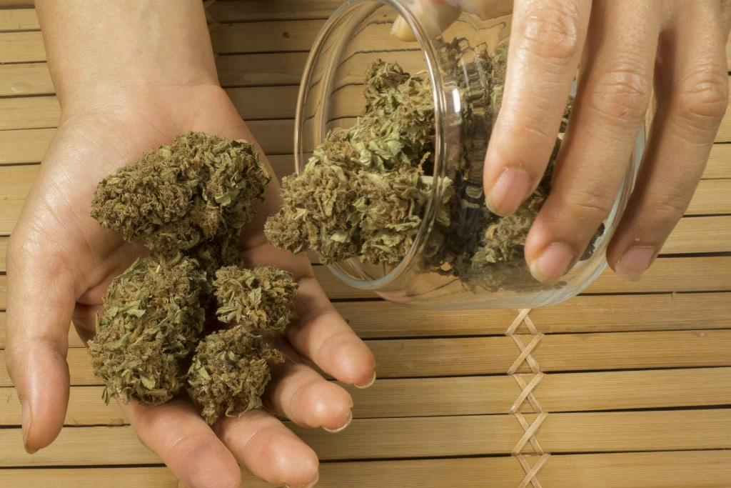 Justiça concede salvo-conduto para homem com ansiedade plantar maconha medicinal