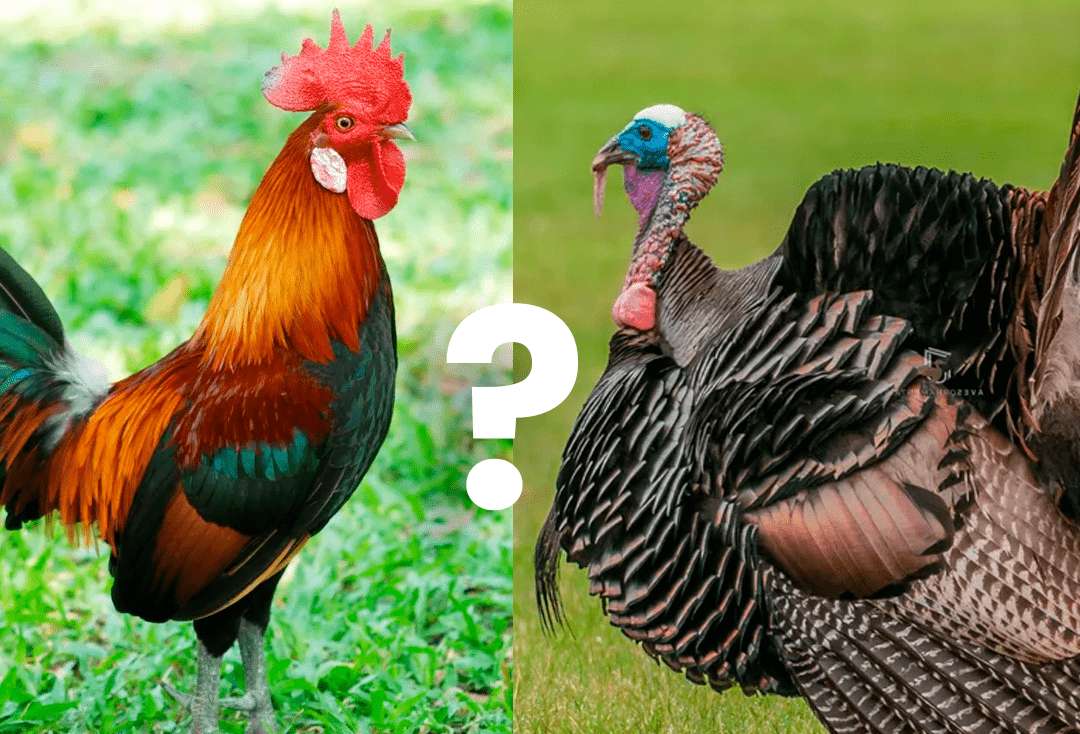 ‘Galo ou peru’? Som exótico vaza durante sessão e juízes caem na risada