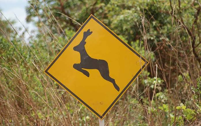 Justiça de SP condena concessionária a indenizar motociclista após acidente com cervo em rodovia