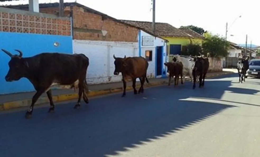 Município é condenado a indenizar moradores por circulação de gado em vias urbanas