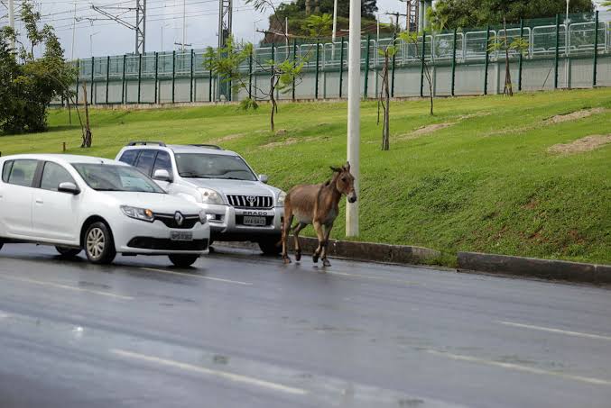 Donos de burros são responsabilizados por colisão em rodovia e devem indenizar motorista