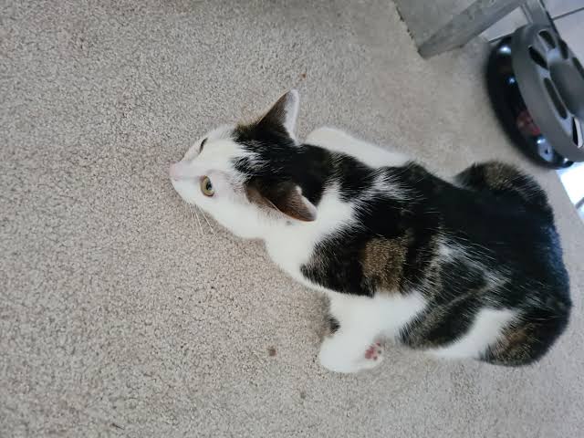 Justiça do DF decreta prisão preventiva de investigado em crimes de maus-tratos contra animais