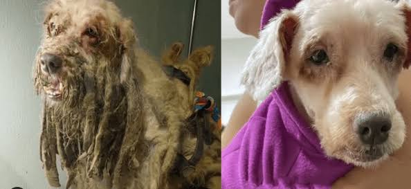 Cão resgatado após maus-tratos é reconhecido como parte autora em ação por danos morais contra ex-tutora