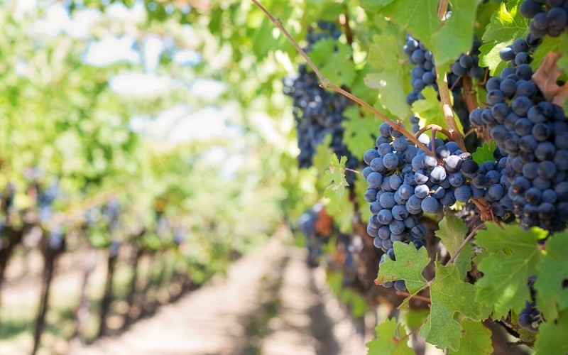 Juiz condena empresa terceirizada ao pagamento de R$ 3 milhões a "escravizados do vinho"