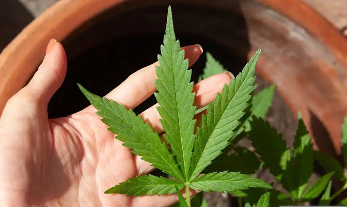 MP orienta atuação de policiais do RN sobre posse de maconha após decisão do STF