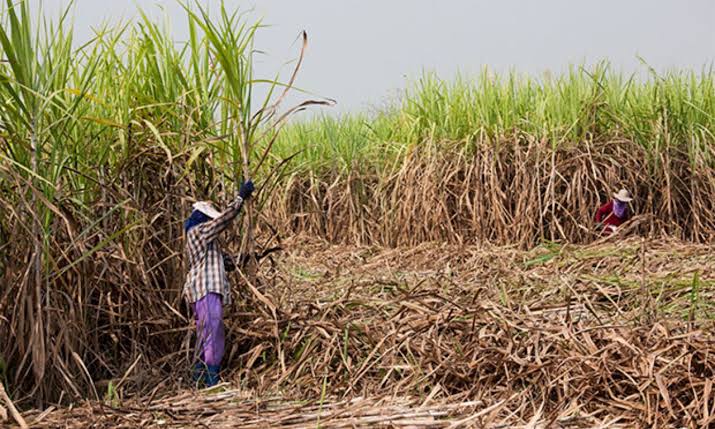 Usina é condenada a pagar pensão vitalícia e R$ 35 mil a cortador de cana por falha em EPI