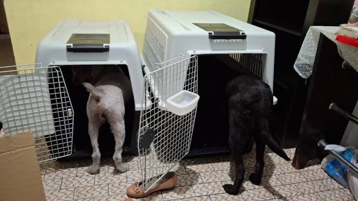 STJ: companhia aérea pode recusar transporte de animal de suporte emocional fora de critérios internos