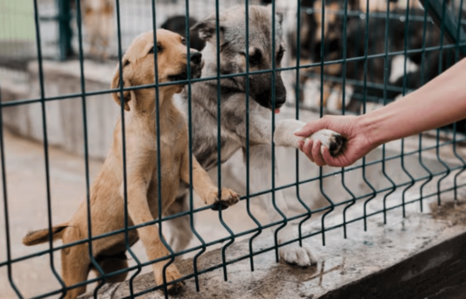 TJ-SP condena canil em R$ 50 mil por maus-tratos a mais de 1.700 cães; verba será revertida ao Fundo de Interesses Difusos