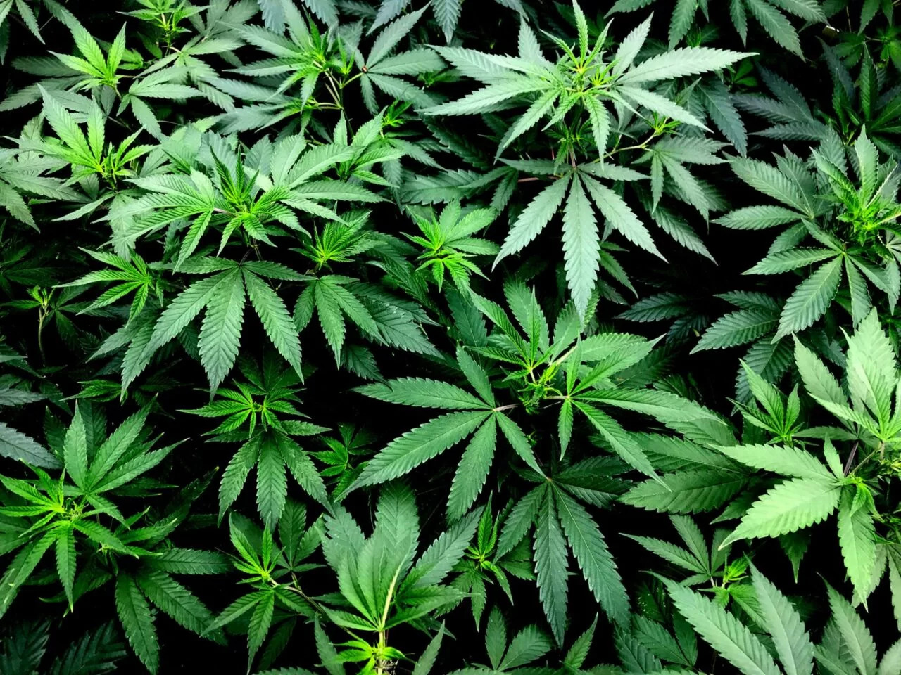 Justiça de MG condena homem por cultivo de 46 pés de maconha