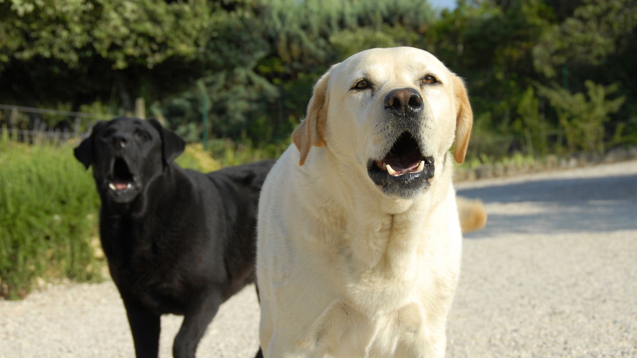 "Aborrecimento comum à convivência": Justiça nega ação de morador contra condomínio que alegou perturbação por latidos de cães