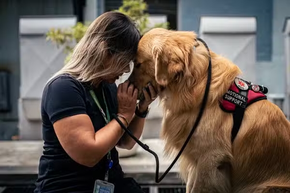 PGR se opõe a ação que pretende tornar obrigatório transporte de cães de apoio emocional em voos