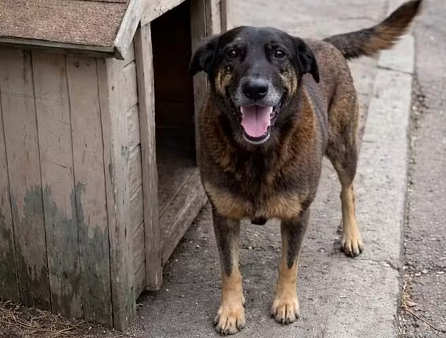 Justiça determina remoção de conteúdos com adolescentes suspeitos de agredir cão Orelha
