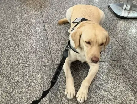 Juiz condena TAP por vetar embarque de cão de assistência emocional com criança autista