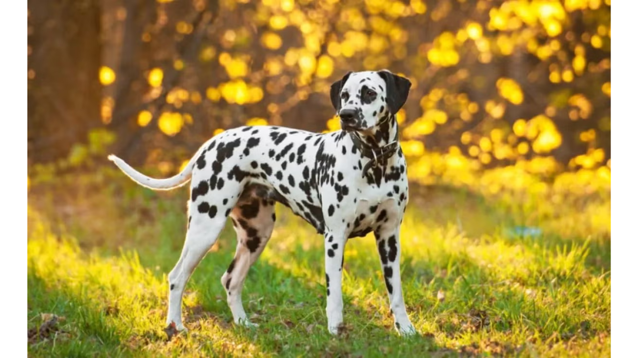 MP do Paraná pede condenação de homem que atirou em cão dálmata