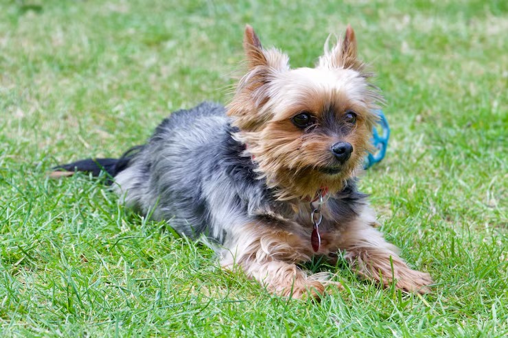 TJ-DF mantém condenação por abuso sexual de yorkshire e gravação do ato